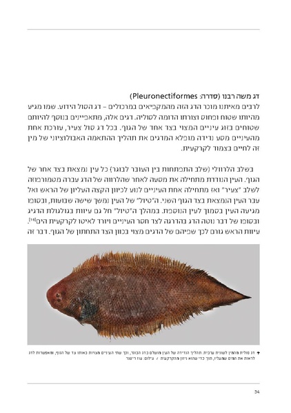 קובץ:Soft substrate habitat 2016 new.pdf