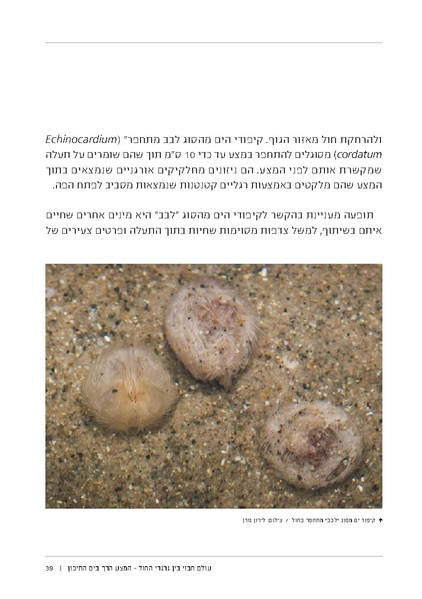 קובץ:Soft substrate habitat 2016 new.pdf