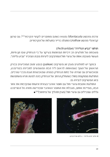 קובץ:Soft substrate habitat 2016 new.pdf