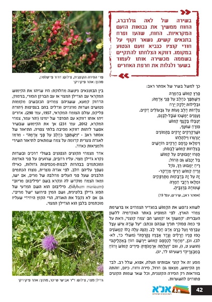 קובץ:Ale 12.pdf