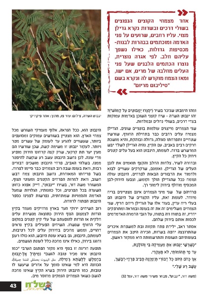 קובץ:Ale 12.pdf
