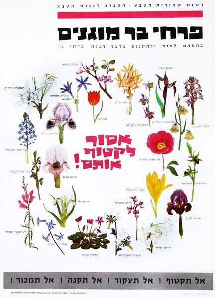 קובץ:Ze lanof(1).jpg