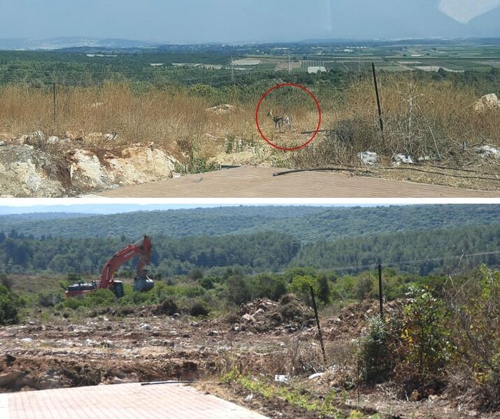 קובץ:Givat hazvaim zichron.jpg