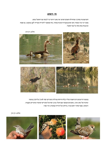 קובץ:Hidushim.pdf