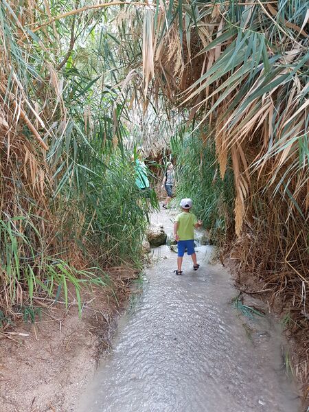 קובץ:20170811 174438(2).jpg