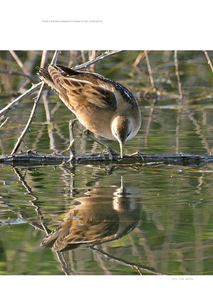 קובץ:Threats2012SPNI.pdf