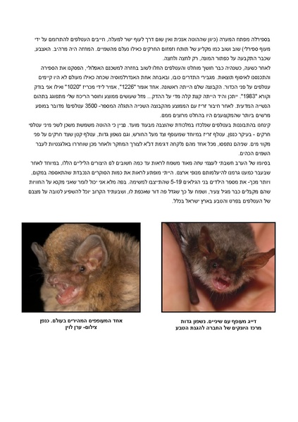 קובץ:Bat.pdf