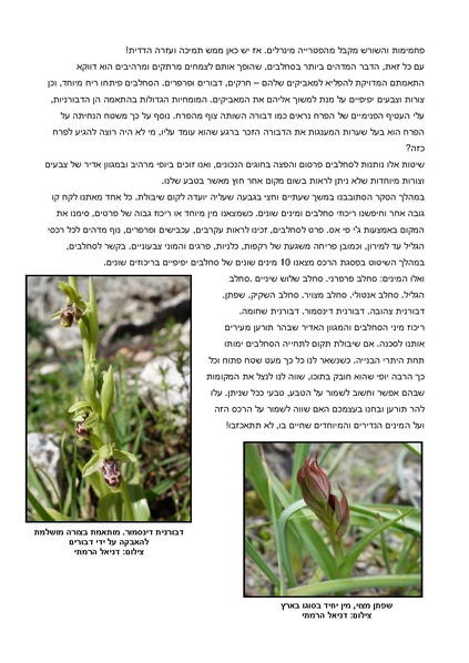 קובץ:Sah.pdf