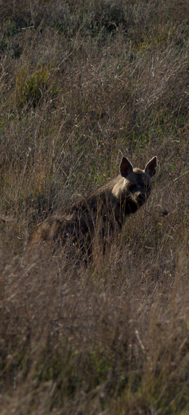 קובץ:Haina doron3.png