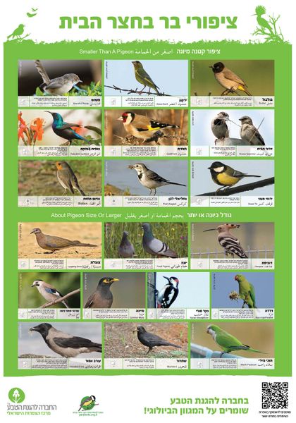 קובץ:Posterim ziporim.jpg