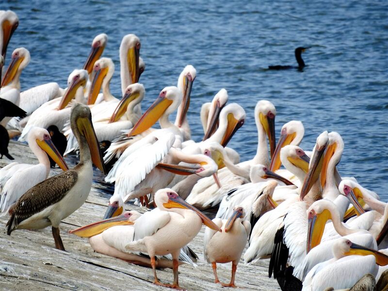 קובץ:Dov grinblat.jpg