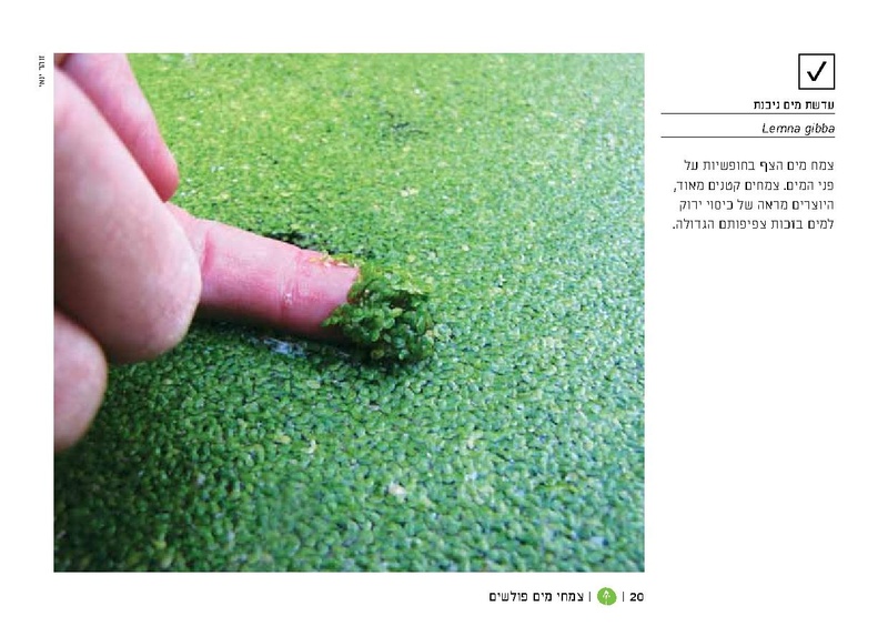 קובץ:TEV Water Plant LR(1).pdf