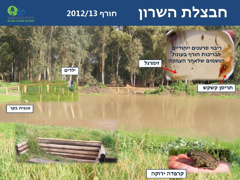 קובץ:Winterpoolsproject.pdf