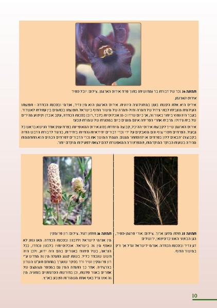 קובץ:KurkarBooklet.pdf