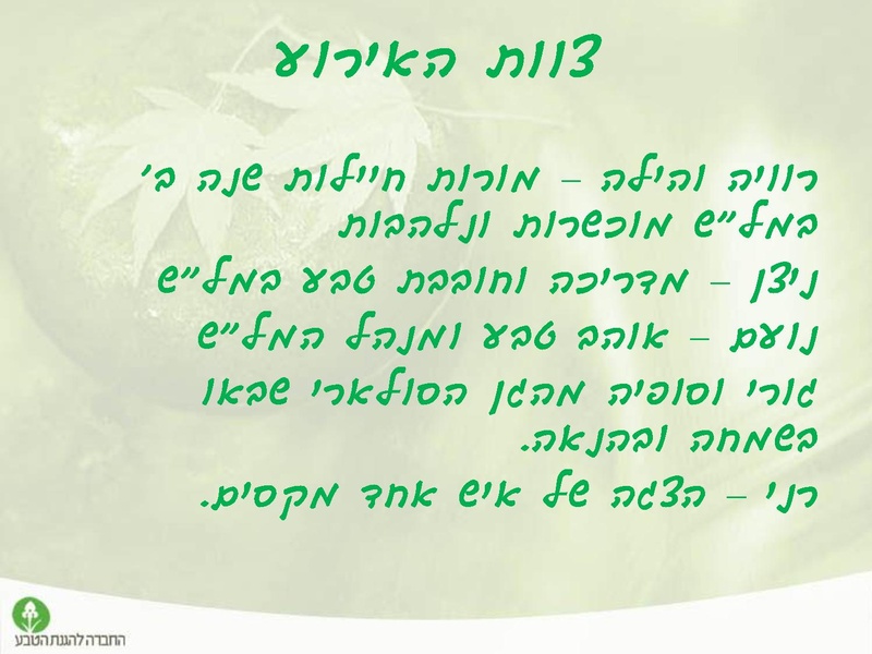 קובץ:Tevaironikiryatshmone.pdf