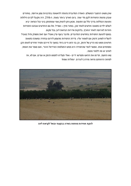 קובץ:Hasidot.pdf