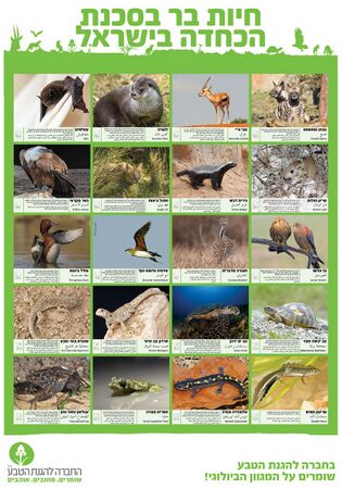 תמונת רקע לדף