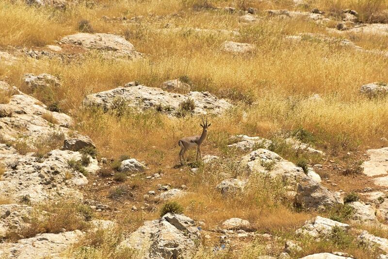 קובץ:Zvi nachal zimri shmulik ydov.jpg