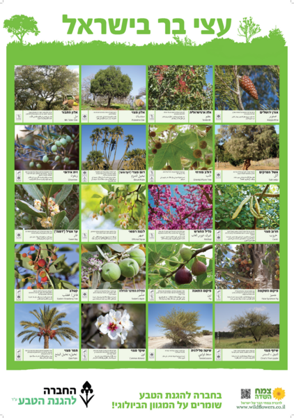 קובץ:844px-עצי בר בישראל - כרזה.png