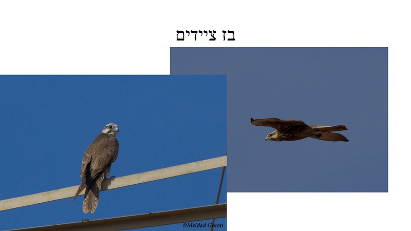 קובץ:B(3).pdf
