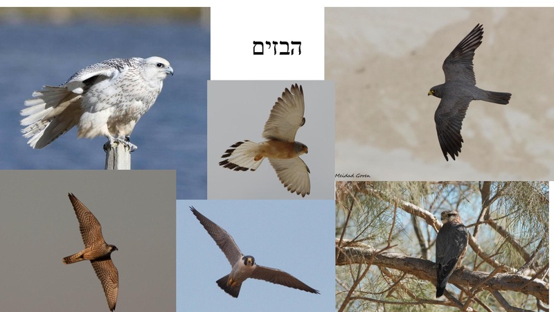 קובץ:B(3).pdf