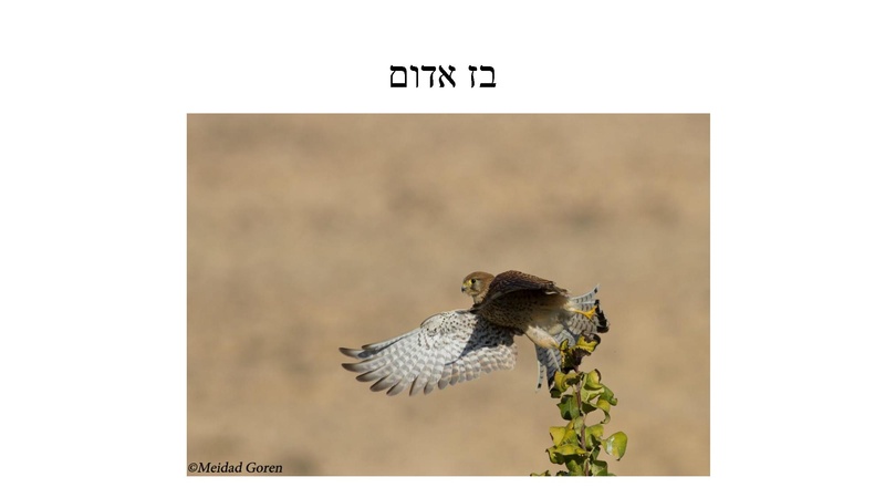 קובץ:B(3).pdf