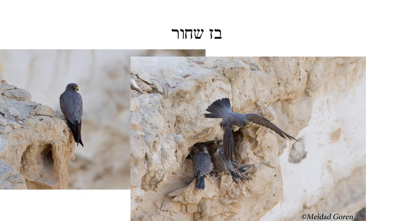 קובץ:B(3).pdf