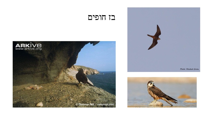 קובץ:B(3).pdf