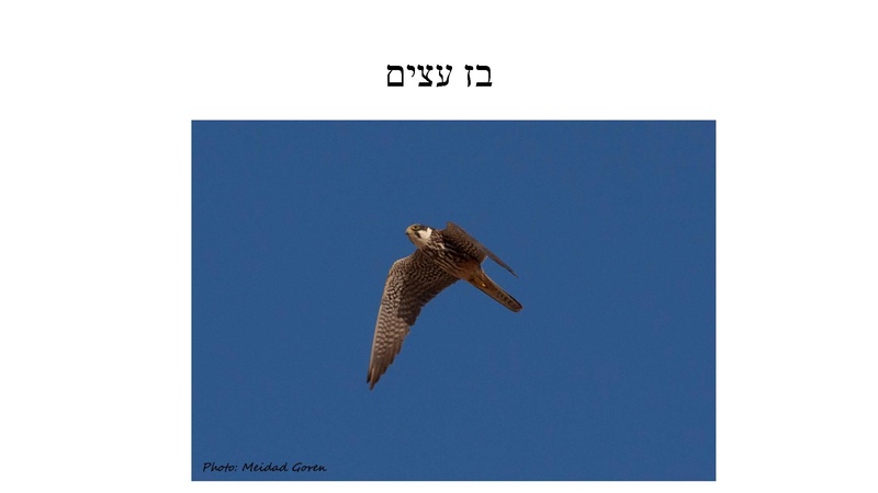 קובץ:B(3).pdf