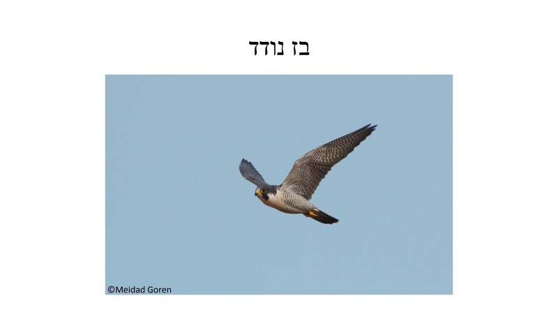 קובץ:B(3).pdf