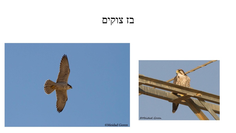 קובץ:B(3).pdf
