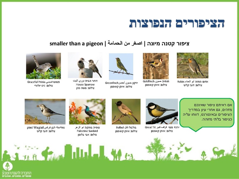 קובץ:Birdscount2018.pdf