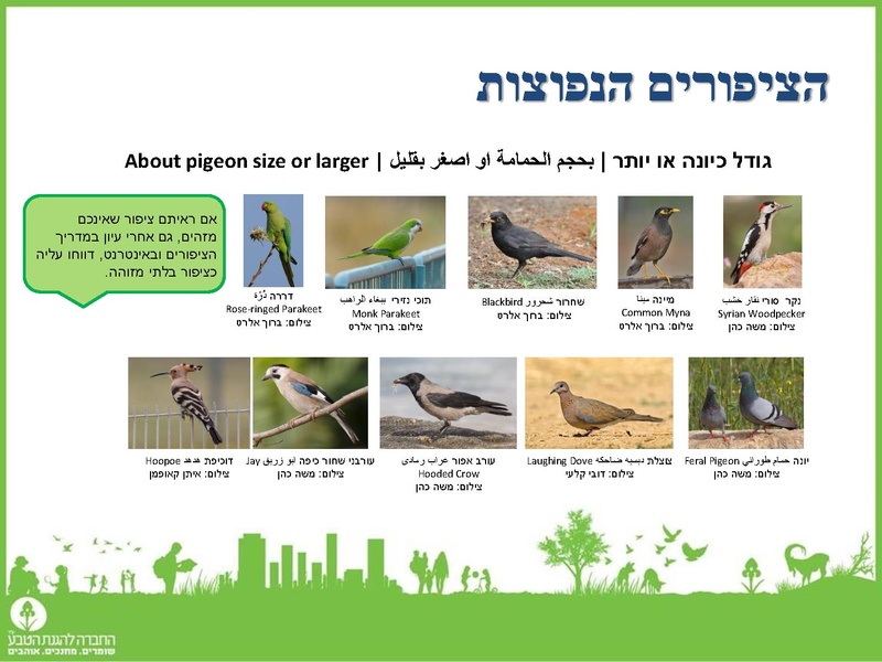 קובץ:Birdscount2018.pdf