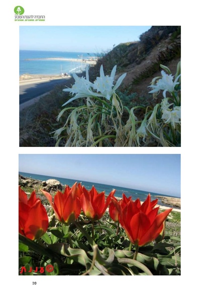 קובץ:Noar(1).pdf