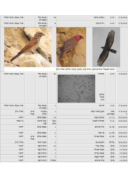 קובץ:Tazpiyot(1).pdf