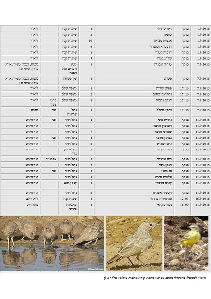 קובץ:Tazpiyot(1).pdf
